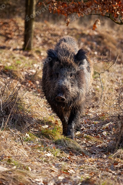 Preview: Strong wild boar walking on a path in spring nature at sunrise