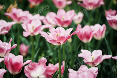 Preview: Scenic view of tulip flowers growing in a garden in spring