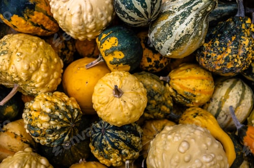 Preview: Close-up pile of pumpkins Fresh orange pumpkins stacked tightly