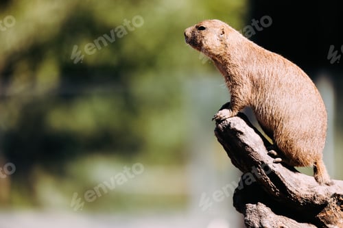 Preview: Portrait of little marmot standing on tree in nature