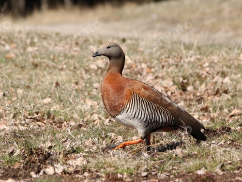 Preview: Goose walking in the ground