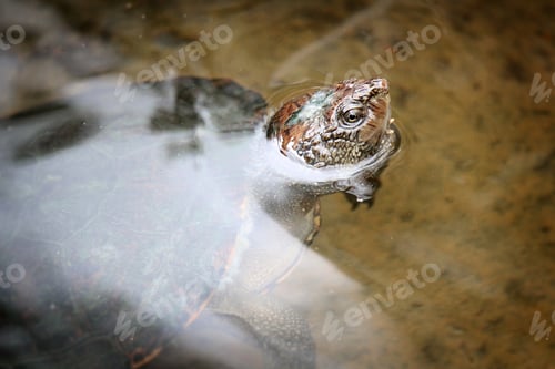 Preview: Close-up of a Turtle's Head in Water