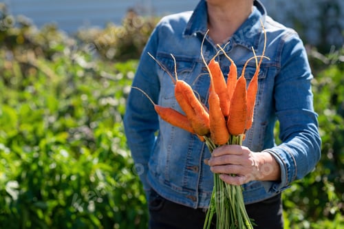 Preview: The woman's hand holds a bunch of carrots. Freshly picked vegetables
