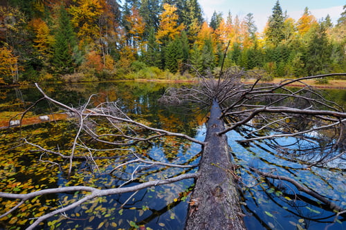 Preview: Amazing landscape with a lake in the autumn forest