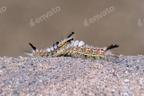 Preview: Western tussock moth caterpillars