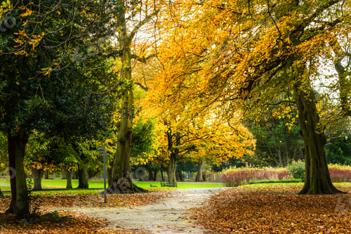 Preview: Colourful autumn trees with yellow leaves in English Park
