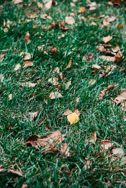 Preview: Autumn yellow and brown leaves on green grass