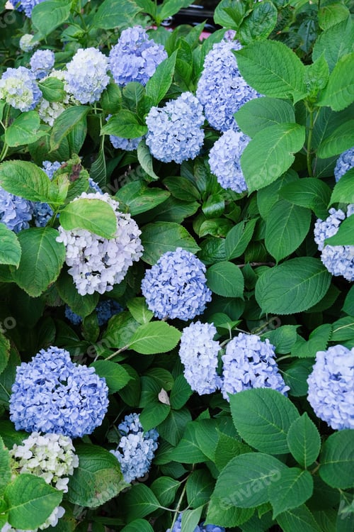 Preview: blue hydrangea flowers and bushes over blooming in the sunny day