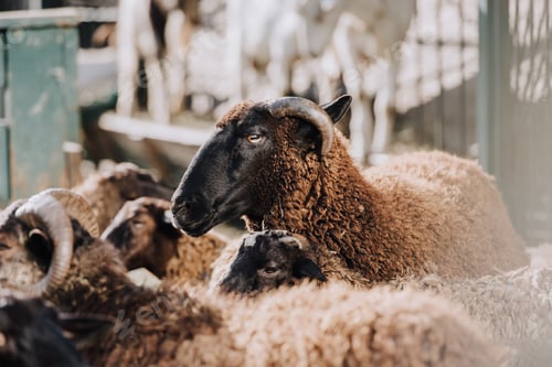 Preview: selective focus of brown sheep grazing with herd in corral at farm