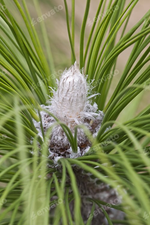 Preview: Longleaf Pine (Pinus Palustris). Called Southern Yellow Pine Also
