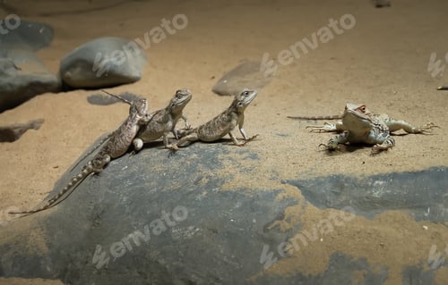 Preview: Lizards bask on the sand.