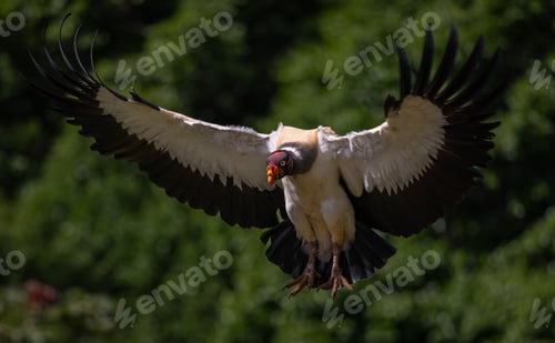 Preview: King Vulture in Costa Rica