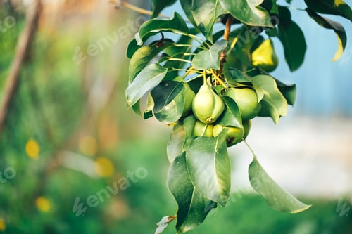 Preview: Ripe pears hanging on a tree branch, vegetarian food, organic food