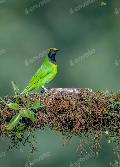 Preview: Yellow fronted green leaf bird