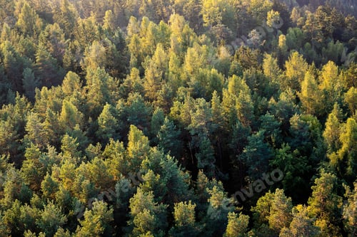Preview: forest