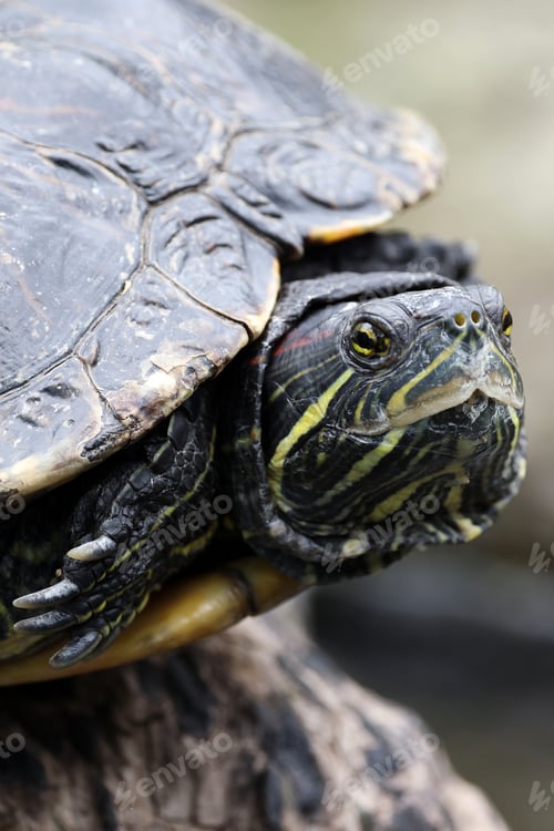 Preview: The red-eared slider or red-eared terrapin (Trachemys scripta elegans)