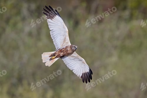Preview: Western marsh harrier (Circus aeruginosus)