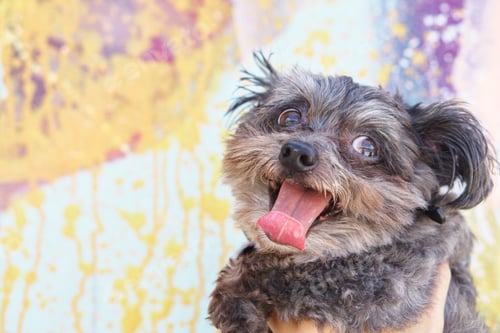 Preview: Happy puppy sticking out tongue