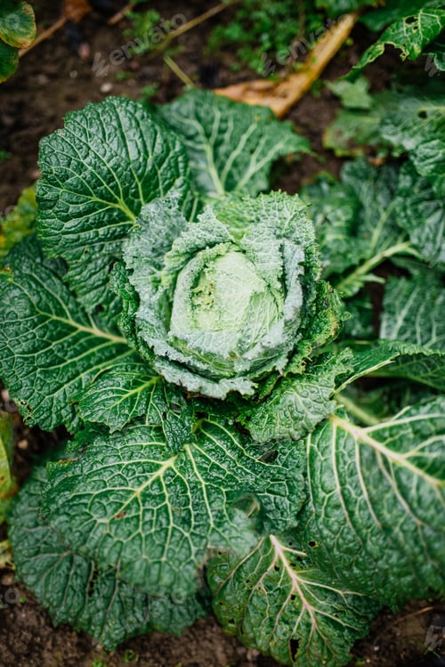 Preview: Savoy cabbage