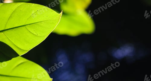 Preview: Green leaves of a tree illuminated by sunlight