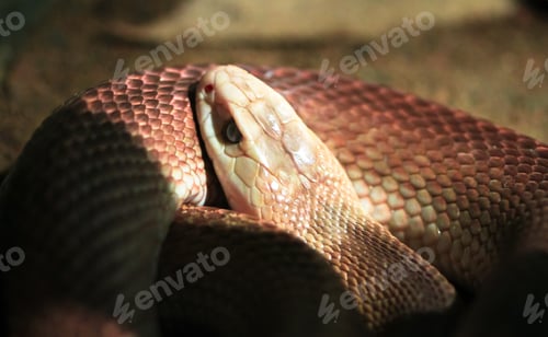 Preview: Inland Taipan Snake Up Close in Australia