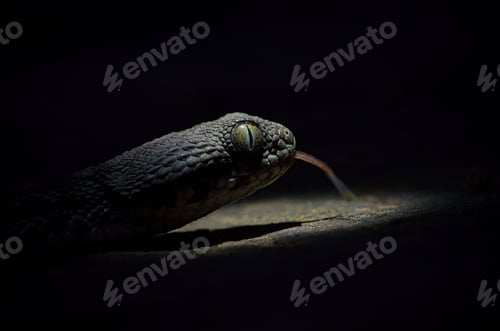 Preview: Close-up shot of a snake, its tongue protruding from its mouth, in a dark setting