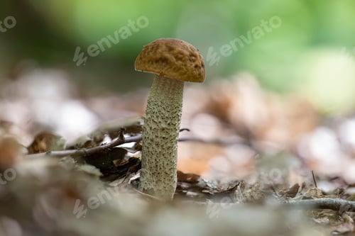 Preview: Young Leccinellum pseudoscabrum mushroom in the summer