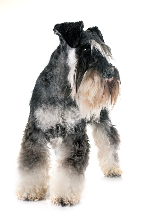 Preview: miniature schnauzer in studio