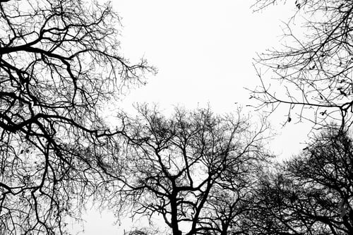 Preview: darkness, forest, horror, spooky