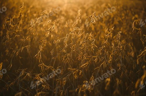 Preview: Mature soybean pods, back-lit by evening sun. Soy agriculture