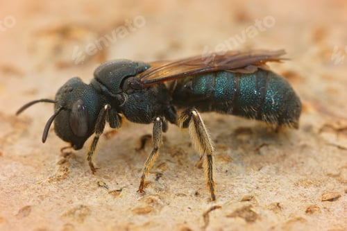 Preview: Closeup of small carpenter bee Ceratina chalcites in Southern France