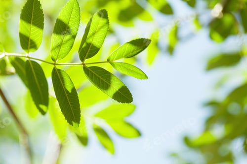 Preview: Green leaves over blue sky