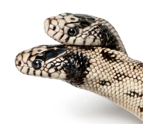 Preview: two headed eastern kingsnake - Lampropeltis getula californiae, white background