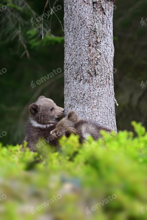 Preview: Brown bear cub