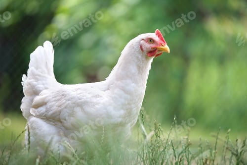 Preview: Hen feeding on traditional rural barnyard. Domestic chicken standing on yard lawn with green grass
