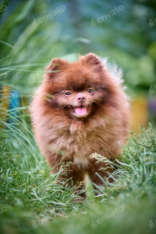 Preview: playful pomeranian spitz in lush green garden