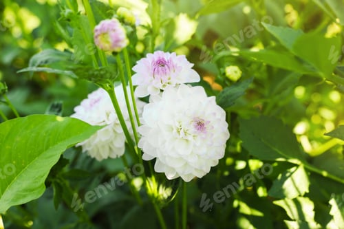 Preview: Beautiful color dahlia flowers with green leaves growing outdoors