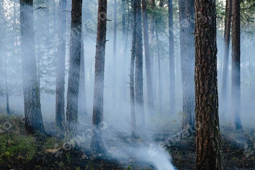 Preview: Aftermath of a controlled forest burn, in woodland