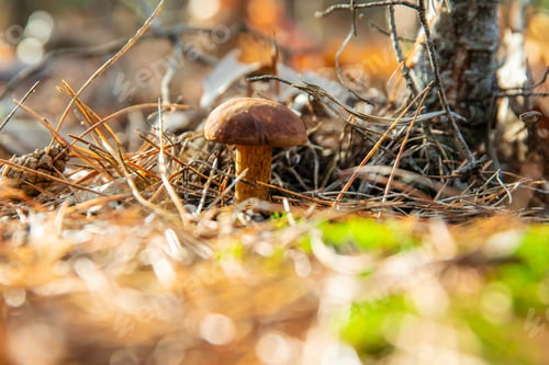 Preview: Mushroom picking in the forest. Selective focus.
