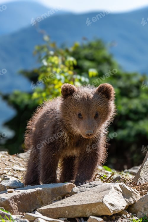 Preview: Brown bear cub walking across rocky hillside