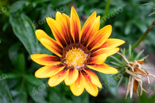 Preview: Gazania yellow flower in the garden