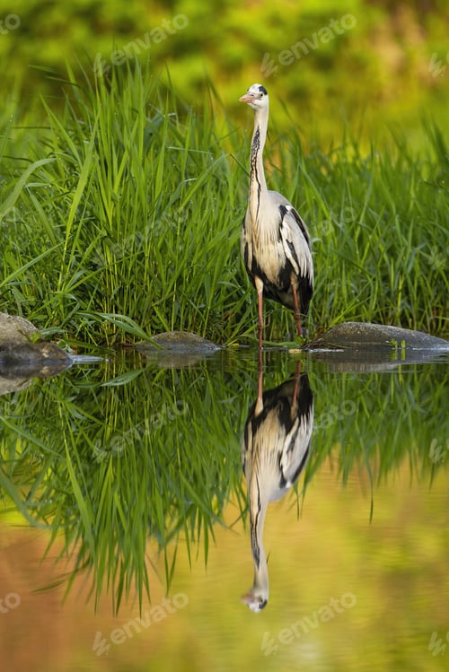 Preview: Patient grey heron hunting in a river with a reflection mirrored on water level