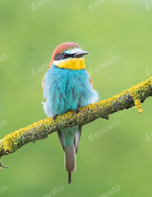 Preview: European bee-eater, merops apiaster. A bird sits on a beautiful branch on a flat background