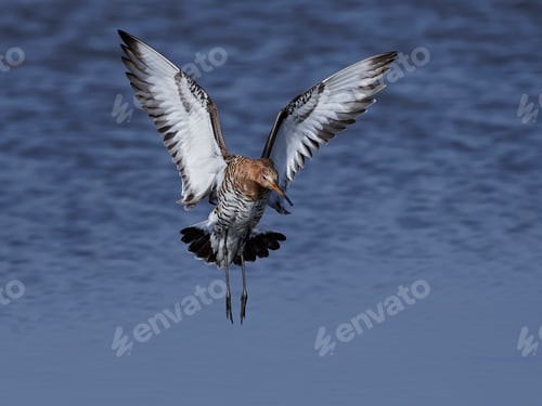 Preview: Black-tailed godwit (Limosa limosa)