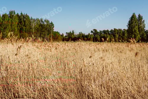 Preview: Hello summer concept. Beautiful light in field.