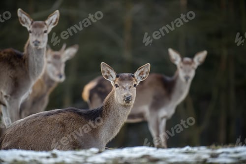 Preview: Majestic deer stag in forest. Animal in nature habitat