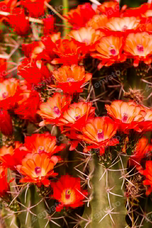 Preview: Red Cactus Flowers Blooming in the Desert Sun