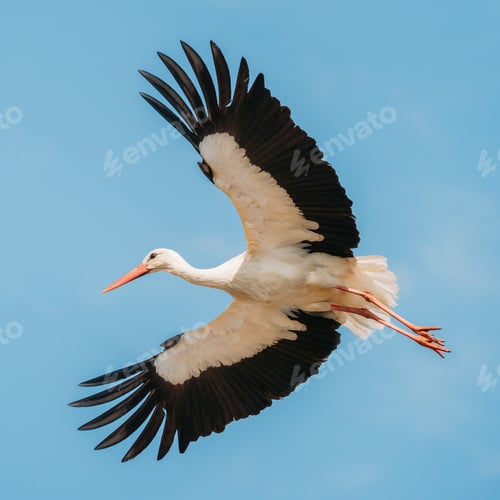 Preview: Adult European White Stork Flies In Blue Sky With Its Wings Spread Out