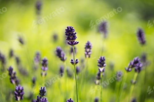 Preview: Lavender, Lavandula angustifolia, in garden