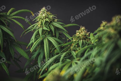 Preview: Marijuana plant against dark background